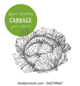 Vector illustration of cabbage. Hand drawn with ink vintage illustration