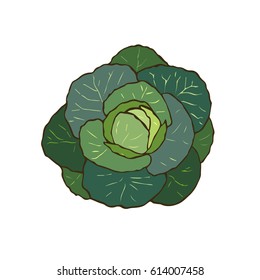 Vector illustration of cabbage. Hand drawn vegan food - cabbage