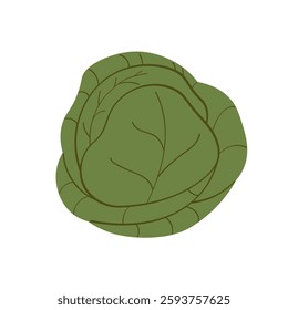 Vector illustration of cabbage head in flat style on isolated background. Hand drawn green cole vegetable for logo, label, sign, card, template, print, paper. Harvest cauliflower, food, garden 