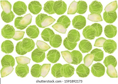 vector illustration of cabbage isolated background white EPS10