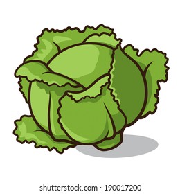 Vector illustration of a cabbage isolated on a white background