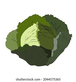 Vector Illustration cabbage isolated on white