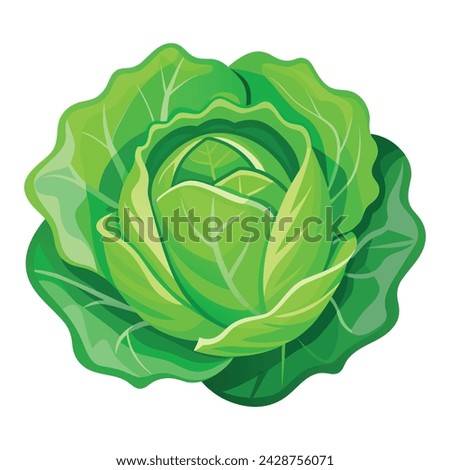 Vector of illustration cabbage on white