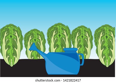Vector illustration of the cabbage peking in ground