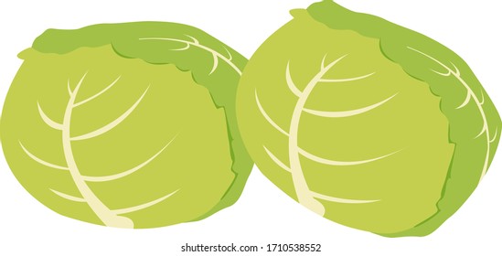 Vector illustration of cabbage .  Vegetable icon