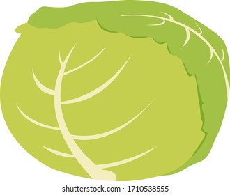 Vector illustration of cabbage .  Vegetable icon