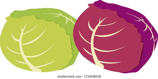 Ilustración vectorial de col .  Icono vegetal