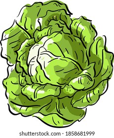 Vector illustration with cabbage, vegetarian, vegan