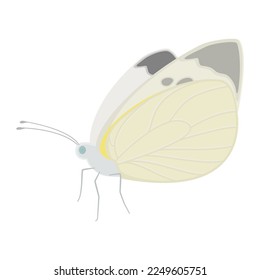 Vector illustration of cabbage white butterfly isolated on background.