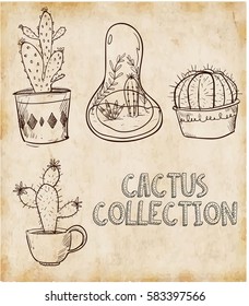 Vector illustration of a cactus