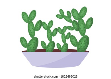 Vector Illustration of cactus House Plant