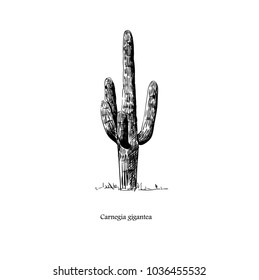 vector illustration of a cactus isolated on a white background, engraving by hand