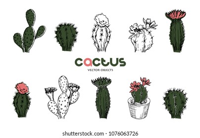 Vector illustration. Cactus pen style drawing. Vector objects set.