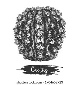 Vector illustration of cactus plant or desert cacti sketch, hand drawn western plant with thorn or spikes, prickly evergreen flora for landscape. Nature, succulent, botany and biology, botanical theme