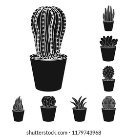 Vector illustration of cactus and pot icon. Collection of cactus and cacti stock symbol for web.