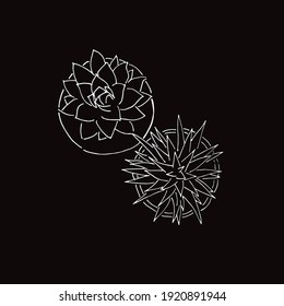 Vector Illustration of Cactus Succulent Plant in Black and White Background and Line Art Design