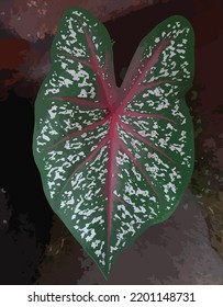 vector illustration of caladium bicolor for design content, packaging, prints, wall decoration.