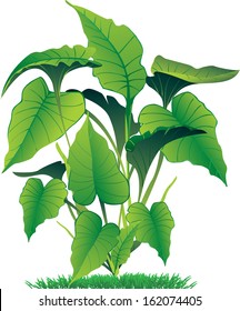 vector illustration of caladium leaves isolated on white