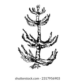 Vector illustration of Calamites - extinct arborescent plant from Carboniferous Period - hand drawn paleobotanical  art 