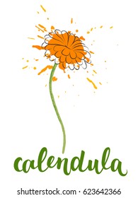 Vector illustration of Calendula with calligraphic name