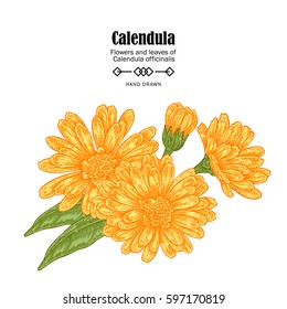 Vector illustration calendula flowers on white background. Medicinal herbs in sketch style
