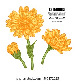 Vector illustration calendula flowers on white background. Medicinal herbs in sketch style