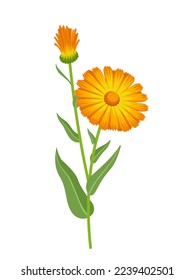 Vector illustration, Calendula officinalis also called marigold, isolated on white background.