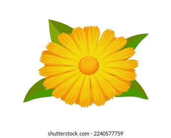 Vector illustration, Calendula officinalis also called marigold, isolated on white background.