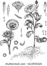 Vector illustration of calendula plant botanical. Medical herb flowers, buds, leaves, stem, roots, sprout, stamen, gynoecium. Farmers market natural med. Vintage hand drawn style.