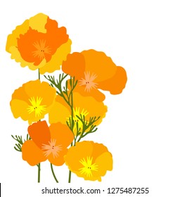vector illustration of California state yellow and orange poppies.