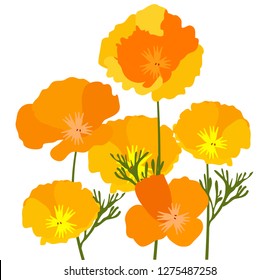 vector illustration of California state yellow and orange poppies.