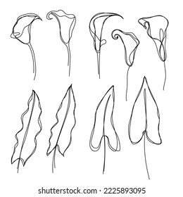 vector illustration of calla flowers and leaves. plants drawn in one line