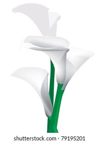 Vector illustration of calla lilies