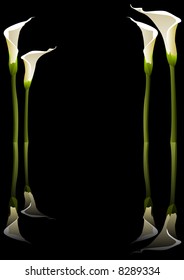 Vector illustration of calla lilies