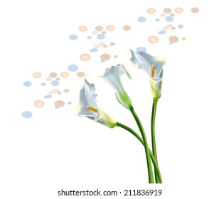 Vector illustration of calla lilies. poster