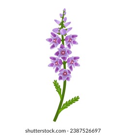 Vector illustration, Calluna vulgaris , commonly called Scotch heather, heather or ling, isolated on white background.