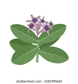 Vector illustration, Calotropic Gigantea or Crown Flower, Isolated on White Background.