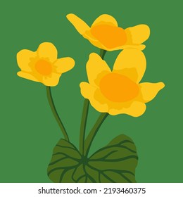 Ilustración vectorial de una caltha palustris sobre un fondo verde.