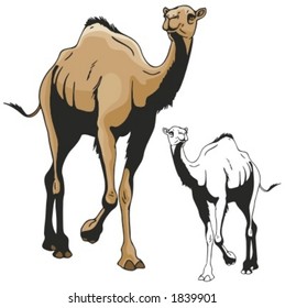 Ilustração vetorial de um camelo.
