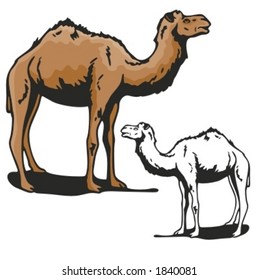 Vector illustration of a camel.