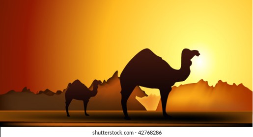 vector illustration of  camel