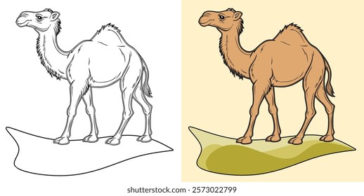 Vector illustration of a camel displayed in two formats: line art and colored style.