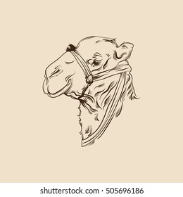 Vector illustration of camel. Hand drawn head of camel made in realistic line sketch style. Template for postcard poster banner and print for t-shirt
