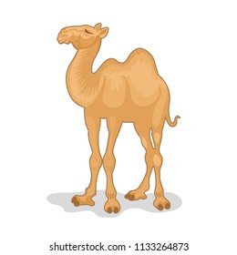 Vector Illustration of camel isolated on white background