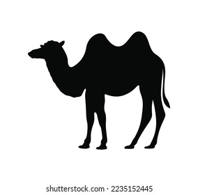 Vector illustration of camel silhouette icon. standing camel creative design