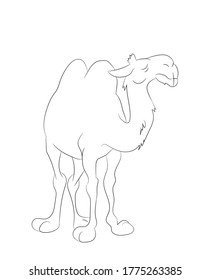 vector illustration of a camel standing, line drawing, vector, white background