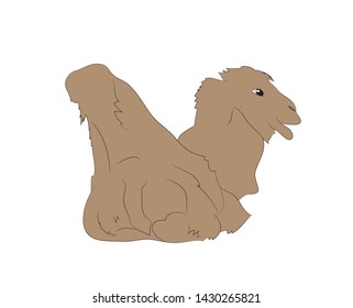 vector illustration of a camel that lies, drawing color, vector, white background