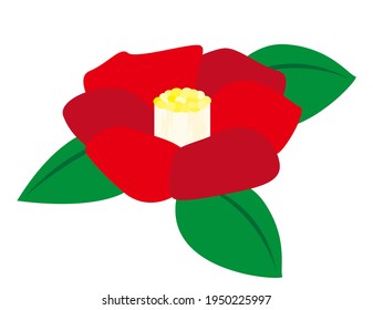 Vector illustration of camellia flowers.