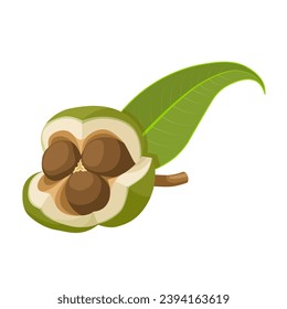 Vector illustration, Camellia sinensis seeds, with green tea leaves, isolated on white background.