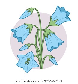 Vector illustration of campanula bluebell flower